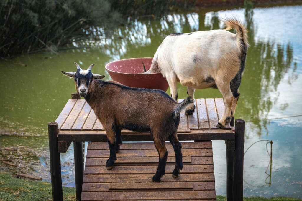 Pygmy goats as part of a marketing example | North Branch Copywriting Studio